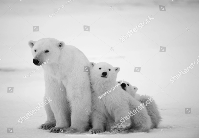 Polar Bear with Cubs